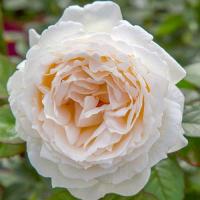 Троянда Айворі Ів Пьяже 40 см. Еквадор (шт, пудровий)