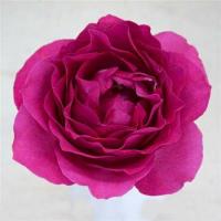 Троянда Блісс церис 40 см. Еквадор (шт, малиновий)