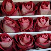 Троянда Блюз 60 см. Еквадор (шт, червоно-білий)