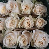 Троянда Валентина 60 см. Еквадор (шт, кремовий)