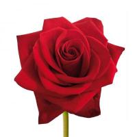 Троянда Ред флейм 60 см. Еквадор (шт, червоний)