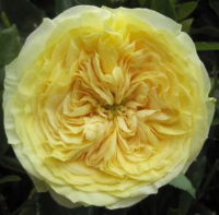 Троянда Лемон Помпон 50 см. Еквадор (шт, жовтий)