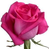 Троянда Пінк флойд 90 см. Еквадор (шт, малиновий)