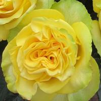 Троянда Хеллер 40 см. Еквадор (шт, жовтий)