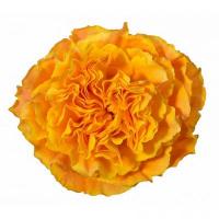 Троянда Оранж реєва 40 см. Еквадор (шт, жовтий)