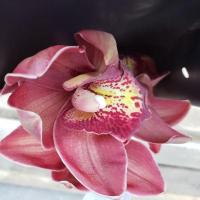 Орхидея цимбидиум 9 ветка Groen rood (красно-коричневый)