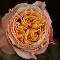 Троянда Імаджин 60 см. Кенія (шт, помаранчевий)