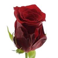Троянда Інкредібл 60 см. Кенія (шт, червоний)