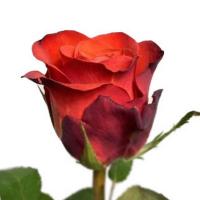 Троянда Фіорелла 70 см. Кенія (шт, червоний)