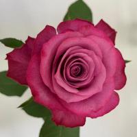 Троянда Принц Персії 70 см. Асканія (шт, малиновий)