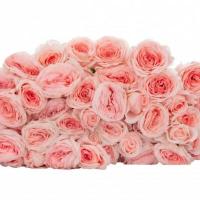 Троянда Белалінда кіс 60 см. Кенія Subati (шт, рожевий)