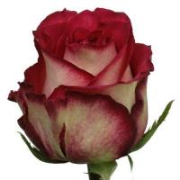 Троянда Абсурда 60 см. Еквадор (шт, червоно-білий)
