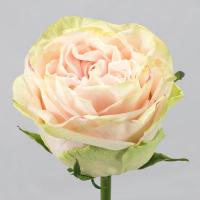 Троянда Гарден спірит 40 см. Еквадор (шт, кремовий)
