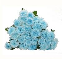 Хризантема сантіні фарб. Dusty blue 55 см. Голландія (шт, блакитний)