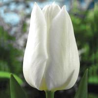 Тюльпан White Dream Голландия