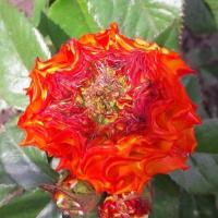 Троянда Кабанна 40 см. Еквадор (шт, червоний)