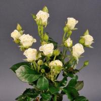 Троянда Сноу флейк кущ. стандарт 30 см. Камелія (шт, білий)