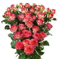 Троянда Саммер денс кущ. стандарт 70 см. Камелія (шт, червоно-жовтий)