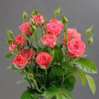 Троянда Лакі Йо-йо кущ. 70 см. Камелія (шт, рожевий)