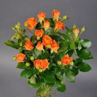 Троянда Оранж фаєр кущ. 60 см. Камелія (шт, помаранчевий)