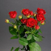 Троянда Ред Ванесса кущ. 70 см. Камелія (шт, червоний)