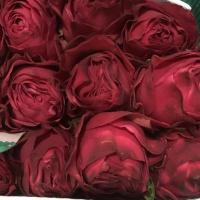 Троянда Черрі Карп дим 40 см. Еквадор (шт, червоний)