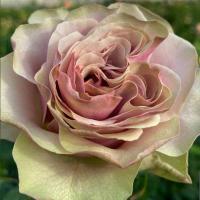 Троянда Бурбон стріт 50 см. Еквадор (шт, рожевий)