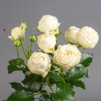 Троянда Сноу волд кущ. 60 см. Камелія (шт, білий)