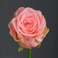 Троянда Софі Лорен 60 см. Камелія (шт, рожевий)