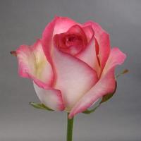Троянда Джаміля 2 сорт 60 см. Камелія (шт, біло-червоний)