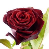 Троянда Гран прі 2 сорт 70 см. Камелія (шт, червоний)