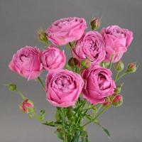 Троянда Місті баблз кущ. стандарт 60 см. Камелія (шт, бузково-рожевий)