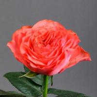 Троянда Корал Ріва 2 сорт 80 см. Камелія (шт, помаранчевий)
