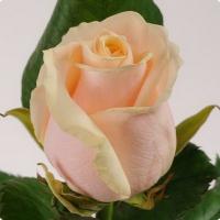 Троянда Талея 60 см. Камелія (шт, кремовий)