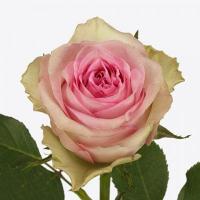 Троянда Бріджіт Бардо 60 см. Кенія (шт, рожево-зелений)
