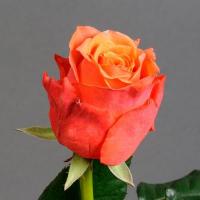 Троянда Гош 50 см. Камелія (шт, помаранчевий)