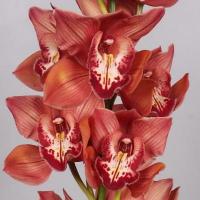 Орхидея цимбидиум 6 коричневая ветка Princess Frederika