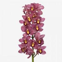 Орхидея цимбидиум 6 ветка Rollercoaster (розовый)