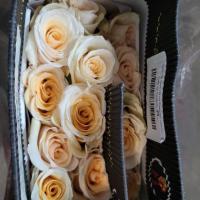 Троянда Квін оф перл 60 см. Еквадор (шт, кремовий)