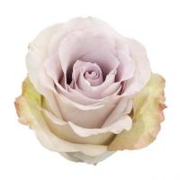 Троянда Андреа 60 см. Еквадор (шт, бузковий)