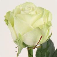 Троянда Аваланж 2 сорт 60 см. Камелія (шт, білий)