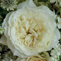 Троянда Пейшенс 50 см. Колумбія Alexandra farms (шт, білий)