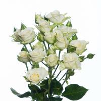 Троянда Сноу флейк кущ. 40 см. Камелія (шт, білий)