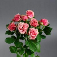 Троянда Алексін кущ. стандарт 60 см. Камелія (шт, рожевий)