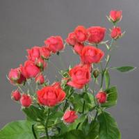 Троянда Ванесса кущ. стандарт 60 см. Камелія (шт, червоний)
