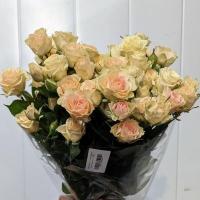 Троянда Елена кущ. стандарт 60 см. Камелія (шт, кремовий)