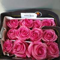 Троянда Світ меморі 70 см. Еквадор (шт, рожевий)