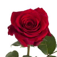 Троянда Фортуна 70 см. Еквадор (шт, червоний)