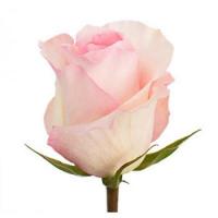 Троянда Дюшесс 40 см. Кенія (шт, блідно-рожевий)