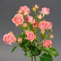 Троянда Пінк Ванесса кущ. стандарт 50 см. Камелія (шт, рожевий)